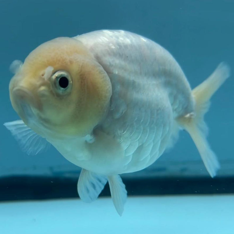 Thai Ranchu Calico 3.5" Body Female (CK-431)R3A06