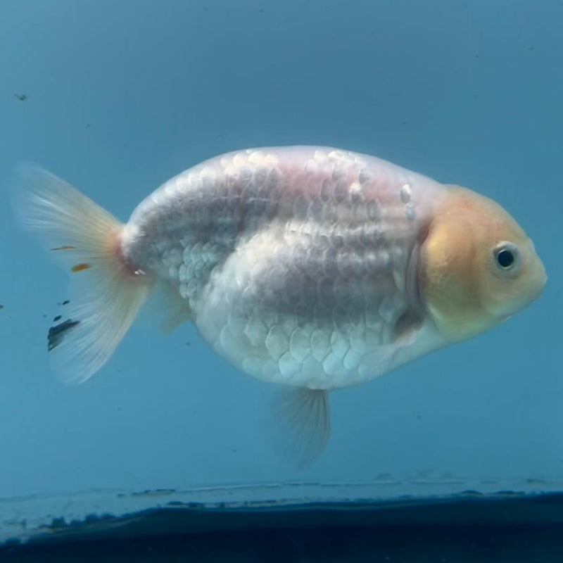 Thai Ranchu Calico 3.5" Body Female (CK-431)R3A06