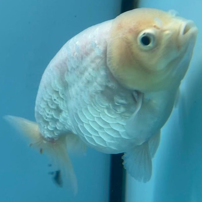 Thai Ranchu Calico 3.5" Body Female (CK-431)R3A06