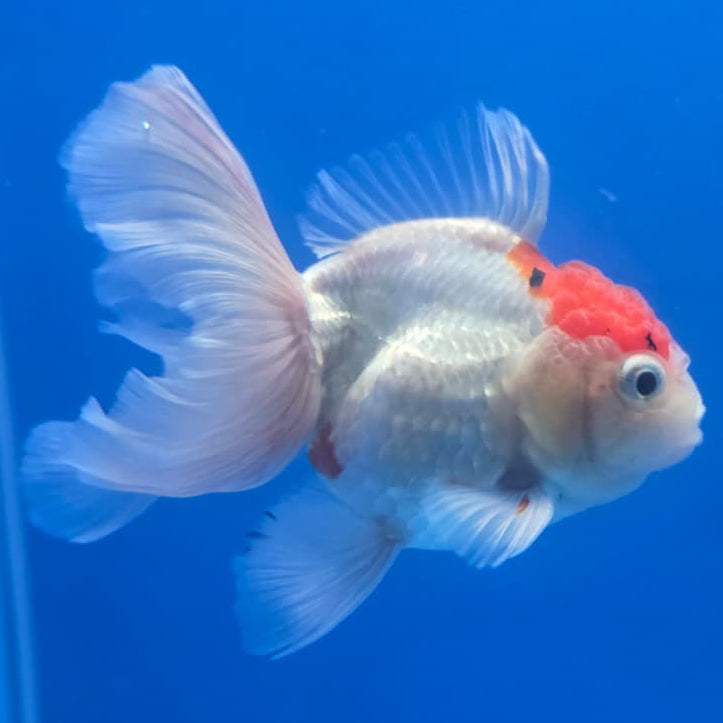 Thai Oranda Orchid Tail Panda 3" Body Male (CK-437)R3A05