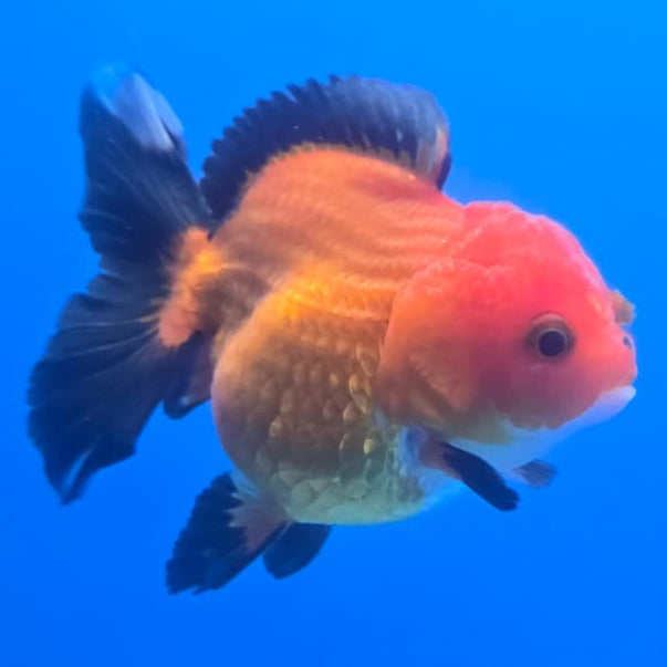 Thai Oranda Orchid Tail Panda 3" Body Male (CK-439)R3A05