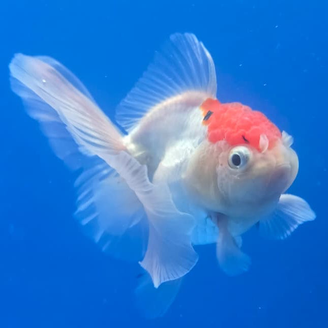 Thai Oranda Orchid Tail Panda 3" Body Male (CK-437)R3A05