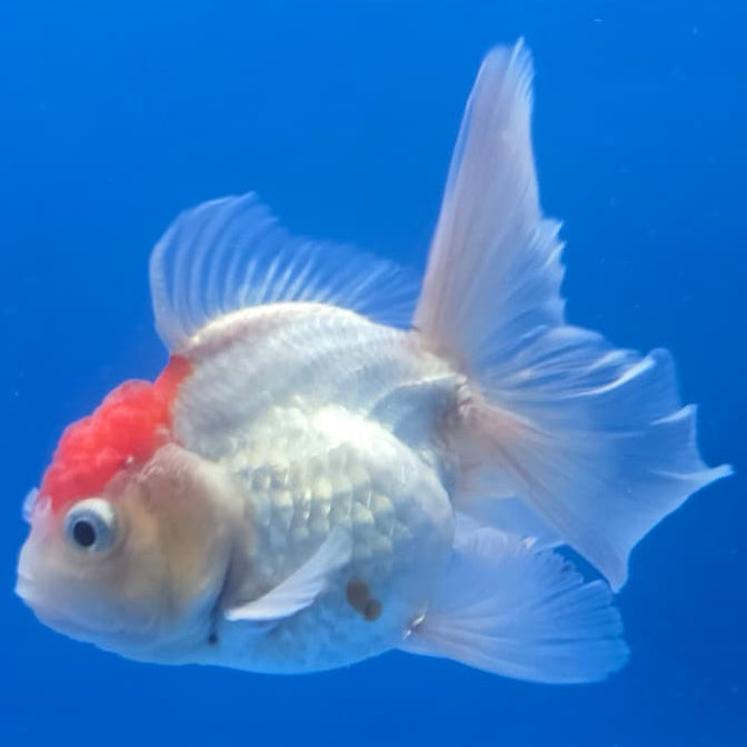 Thai Oranda Orchid Tail Panda 3" Body Male (CK-437)R3A05