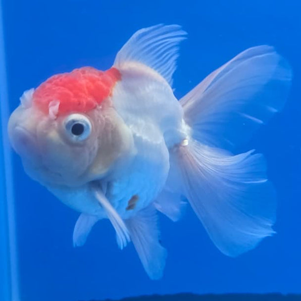 Thai Oranda Orchid Tail Panda 3" Body Male (CK-437)R3A05