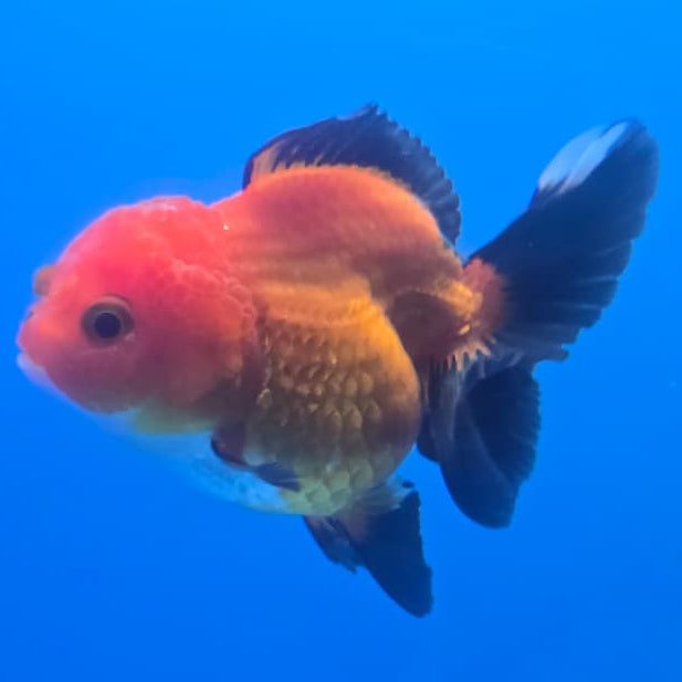Thai Oranda Orchid Tail Panda 3" Body Male (CK-439)R3A05
