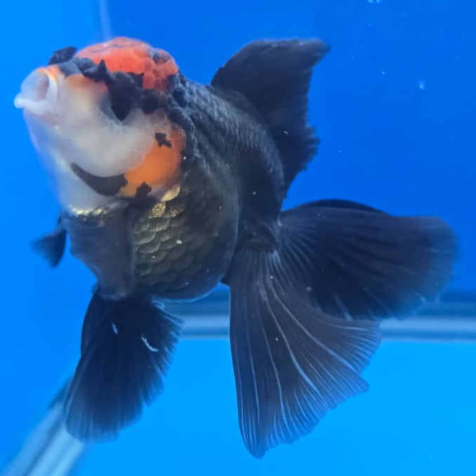 Thai Oranda Orchid Tail Tri-Color 3" Body Male (CK-440)R3A12