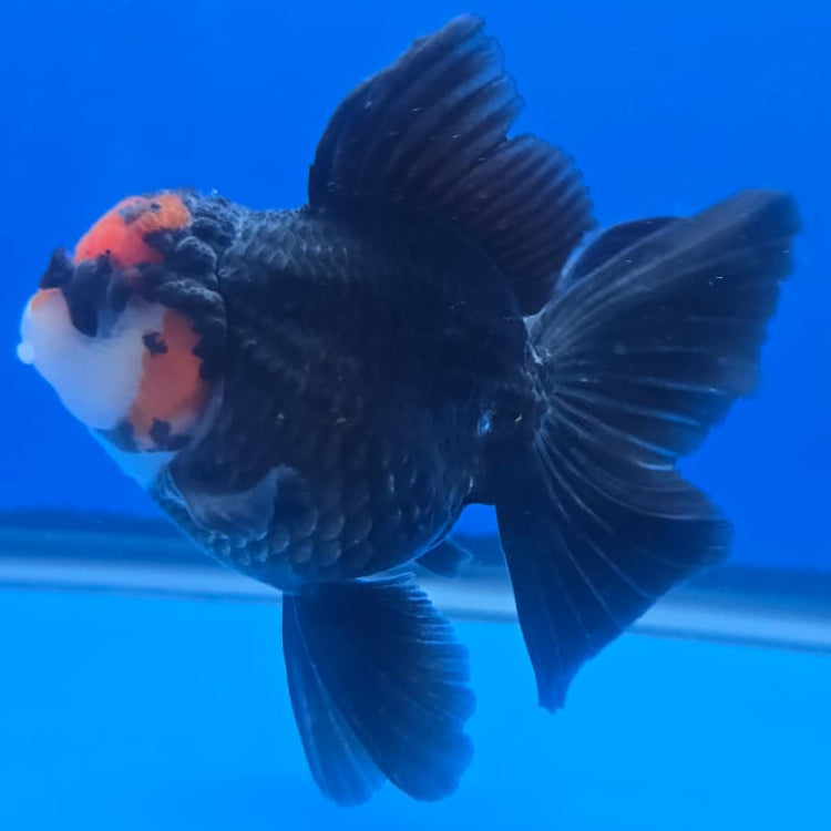 Thai Oranda Orchid Tail Tri-Color 3" Body Male (CK-440)R3A12