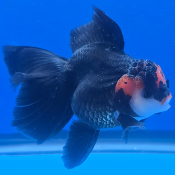 Thai Oranda Orchid Tail Tri-Color 3" Body Male (CK-440)R3A12