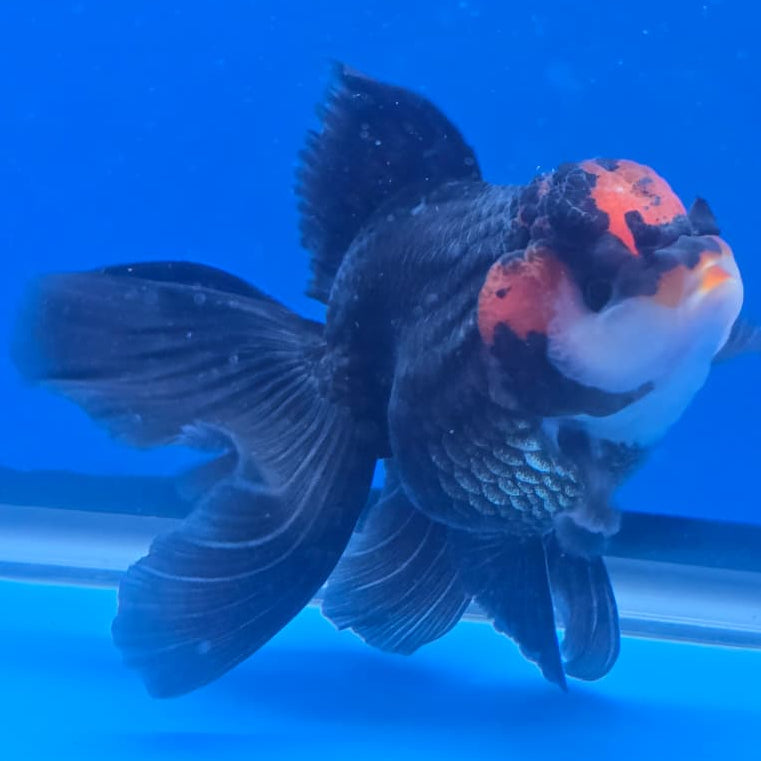 Thai Oranda Orchid Tail Tri-Color 3" Body Male (CK-440)R3A12