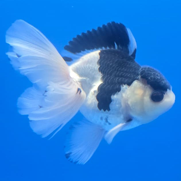 Thai Oranda Orchid Tail Panda 3" Body Male (CK-441)R3A05