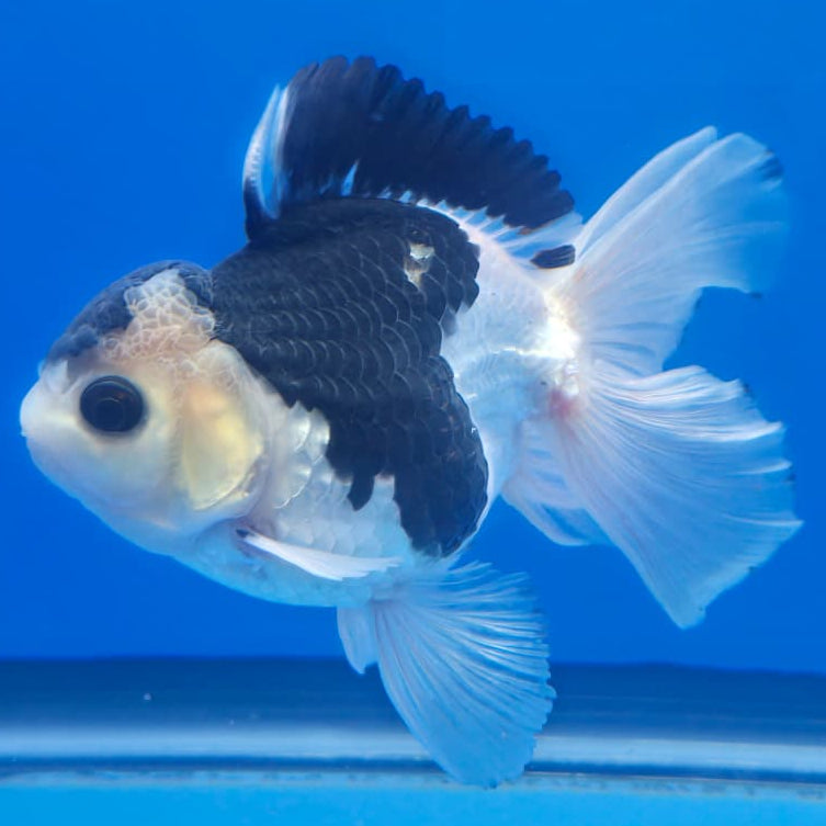 Thai Oranda Orchid Tail Panda 3" Body Male (CK-441)R3A05