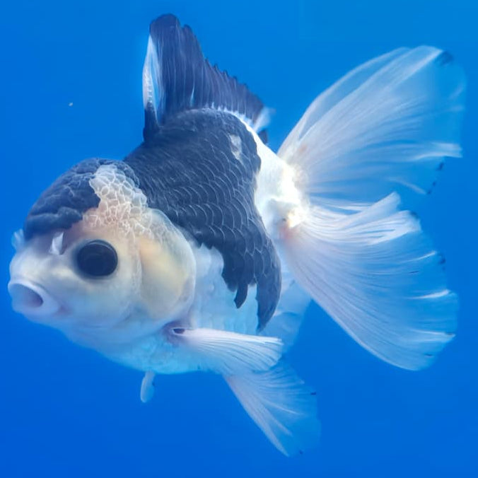 Thai Oranda Orchid Tail Panda 3" Body Male (CK-441)R3A05