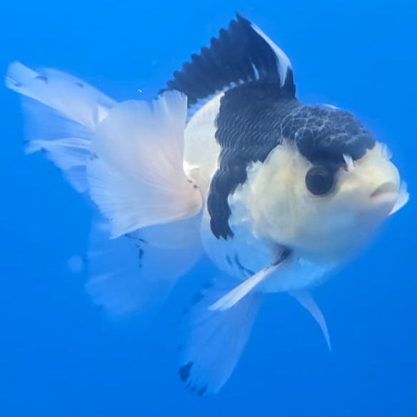 Thai Oranda Orchid Tail Panda 3" Body Male (CK-441)R3A05