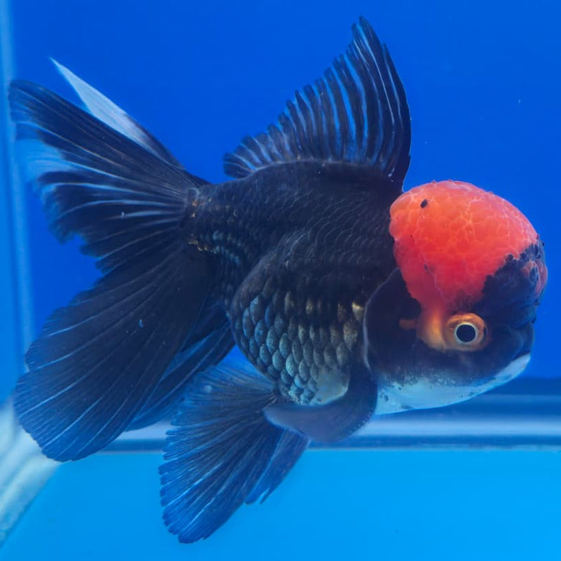 Thai Oranda Orchid Tail Black Red Head 3" Body Male (CK-438)R3A05