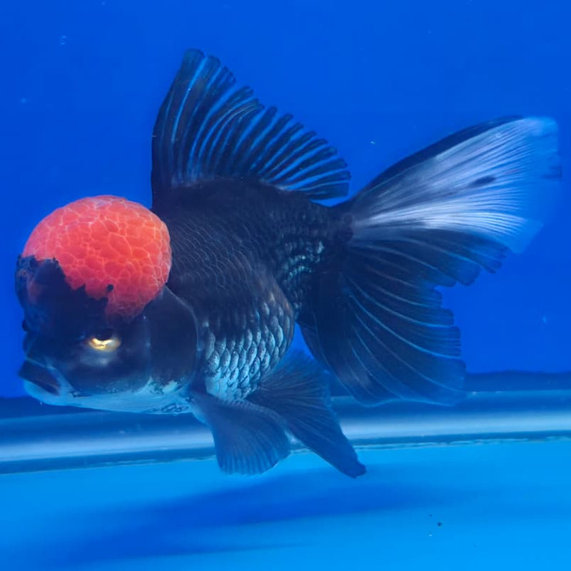 Thai Oranda Orchid Tail Black Red Head 3" Body Male (CK-438)R3A05