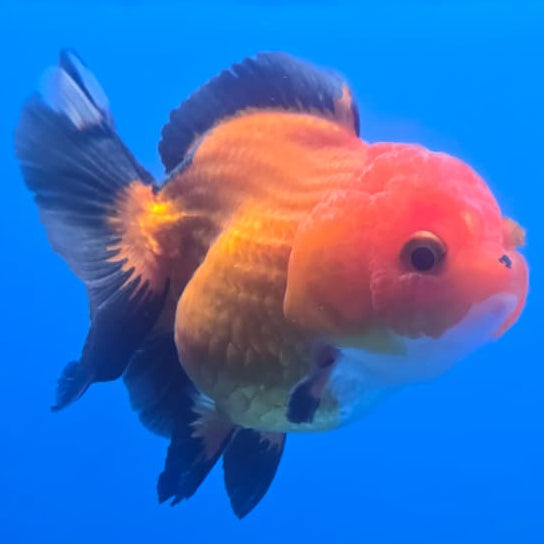 Thai Oranda Orchid Tail Panda 3" Body Male (CK-439)R3A05