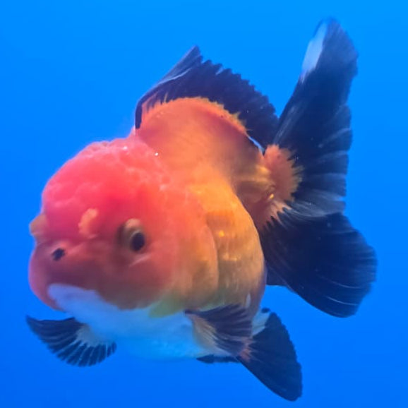 Thai Oranda Orchid Tail Panda 3" Body Male (CK-439)R3A05