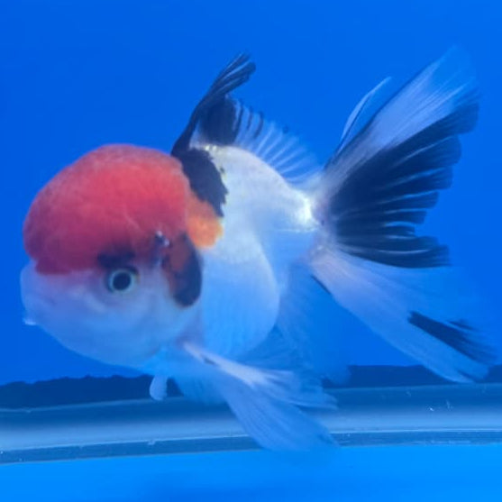 Thai Oranda Orchid Tail Tri-Color 3" Body Male (CK-444)R3A12
