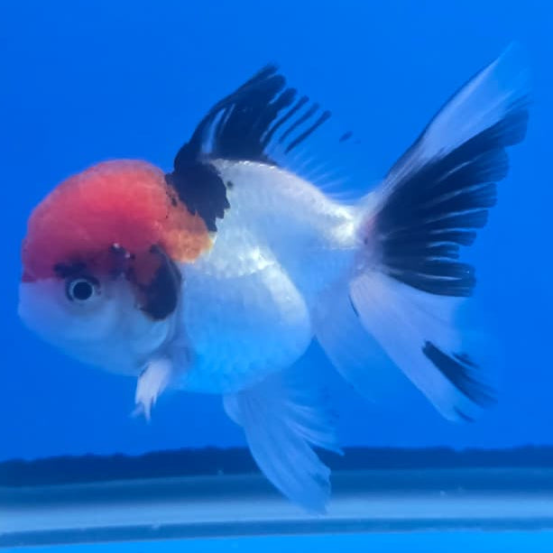 Thai Oranda Orchid Tail Tri-Color 3" Body Male (CK-444)R3A12
