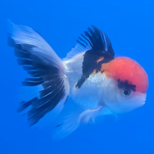 Thai Oranda Orchid Tail Tri-Color 3" Body Male (CK-444)R3A12