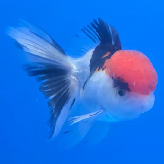 Thai Oranda Orchid Tail Tri-Color 3" Body Male (CK-444)R3A12