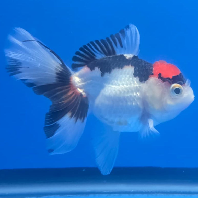 Thai Oranda Orchid Tail Tri-Color 3" Body Male (CK-445)R3A12