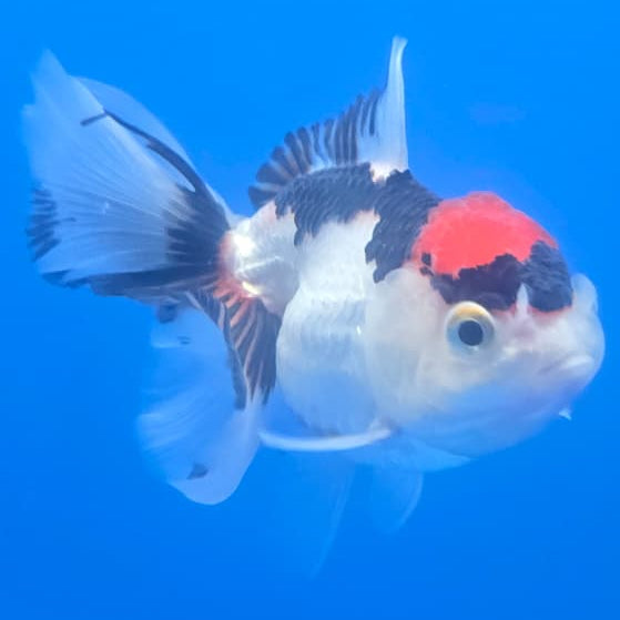 Thai Oranda Orchid Tail Tri-Color 3" Body Male (CK-445)R3A12