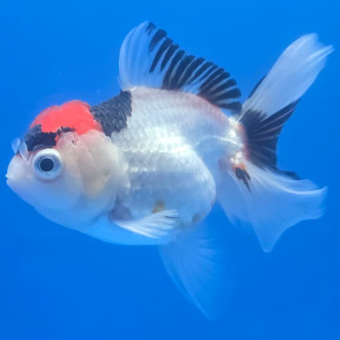 Thai Oranda Orchid Tail Tri-Color 3" Body Male (CK-445)R3A12
