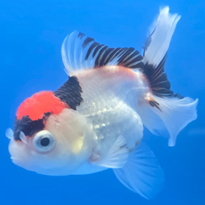 Thai Oranda Orchid Tail Tri-Color 3" Body Male (CK-445)R3A12