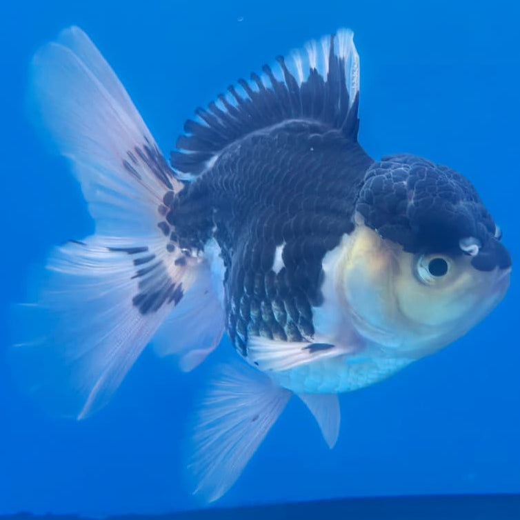 Thai Oranda Orchid Tail Panda 3" Body Male (CK-446)R3A08