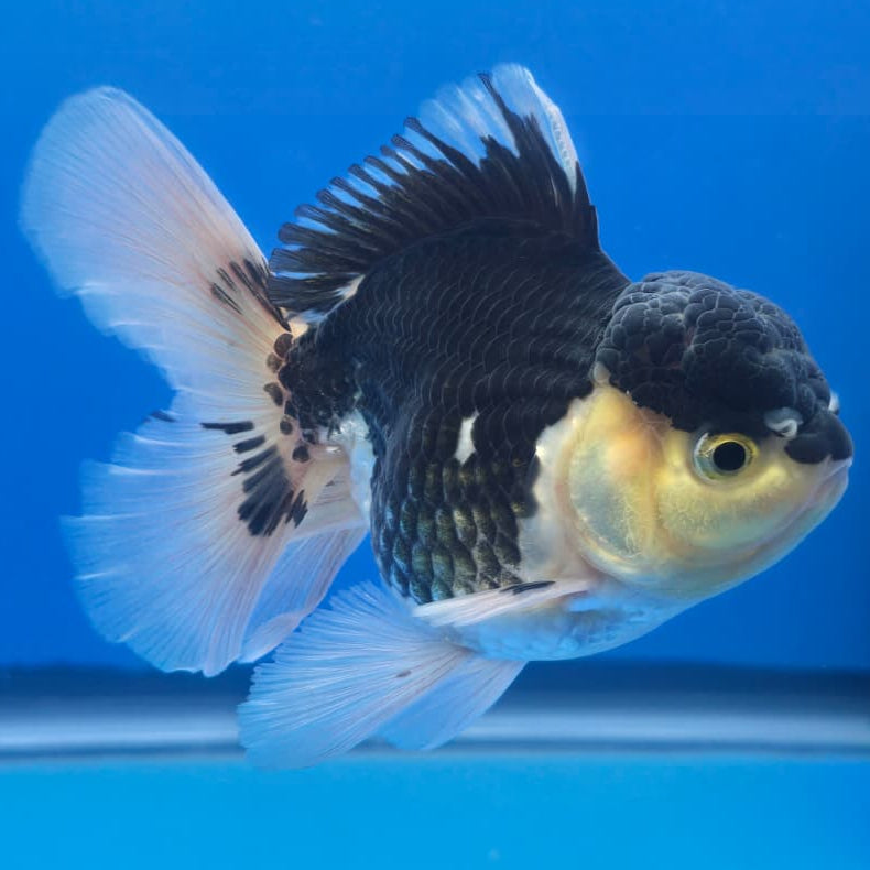 Thai Oranda Orchid Tail Panda 3" Body Male (CK-446)R3A08