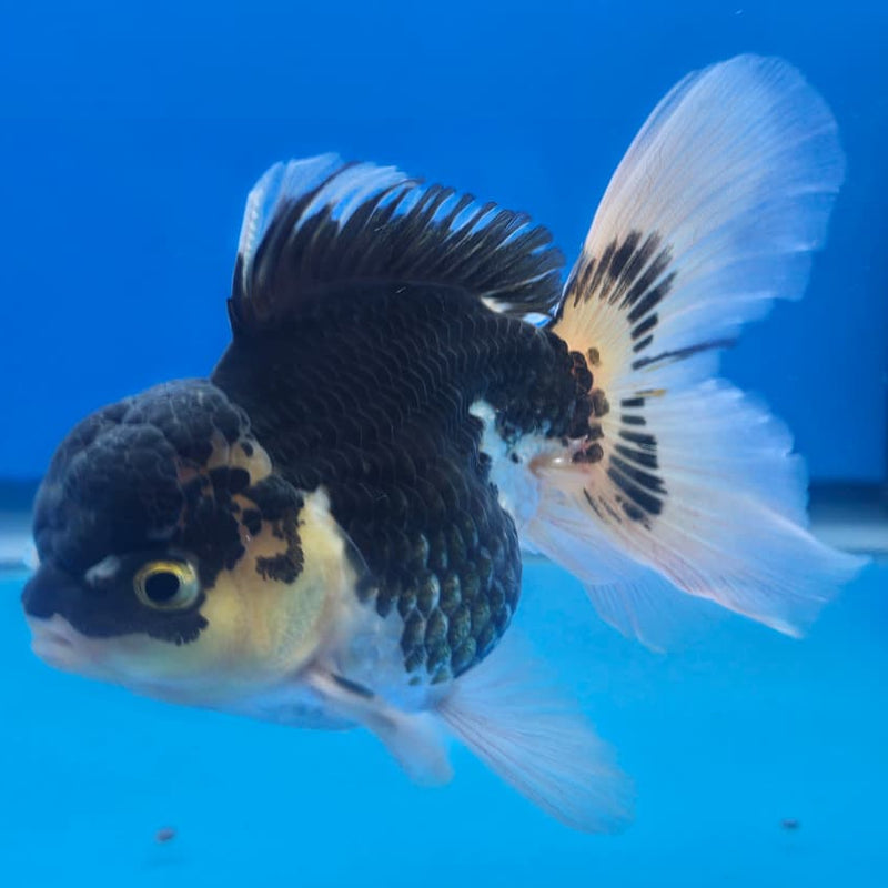 Thai Oranda Orchid Tail Panda 3" Body Male (CK-446)R3A08