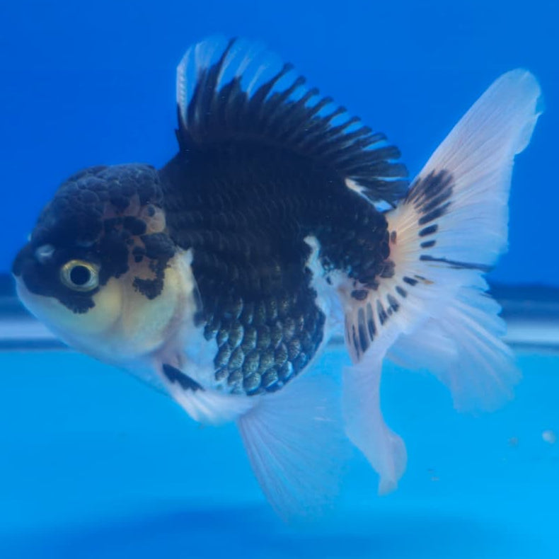 Thai Oranda Orchid Tail Panda 3" Body Male (CK-446)R3A08