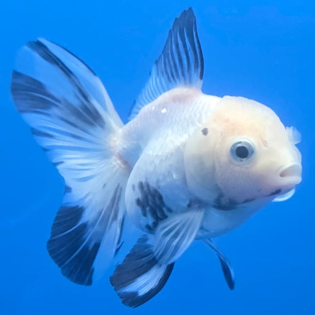 Thai Oranda Orchid Tail Panda 3" Body Female (CK-447)R3A08
