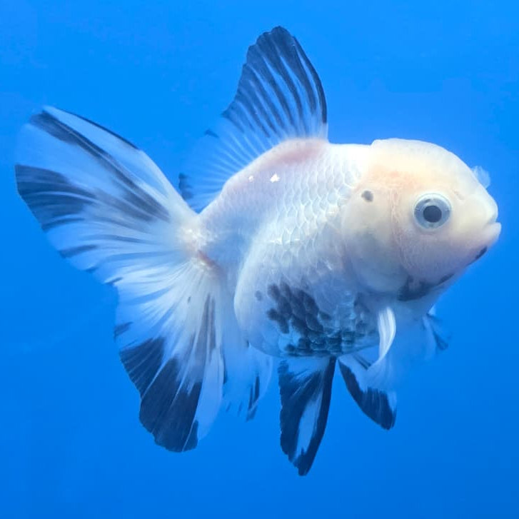 Thai Oranda Orchid Tail Panda 3" Body Female (CK-447)R3A08
