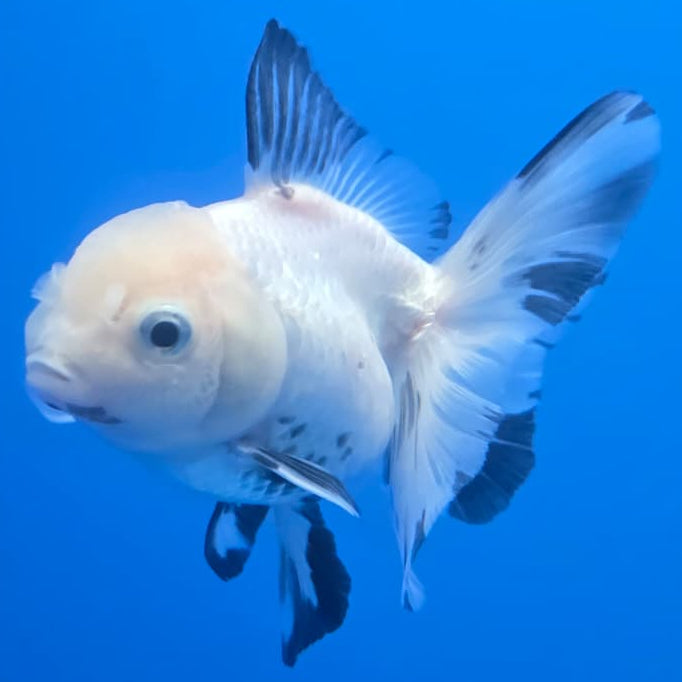 Thai Oranda Orchid Tail Panda 3" Body Female (CK-447)R3A08