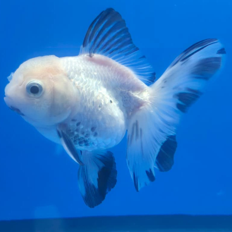 Thai Oranda Orchid Tail Panda 3" Body Female (CK-447)R3A08