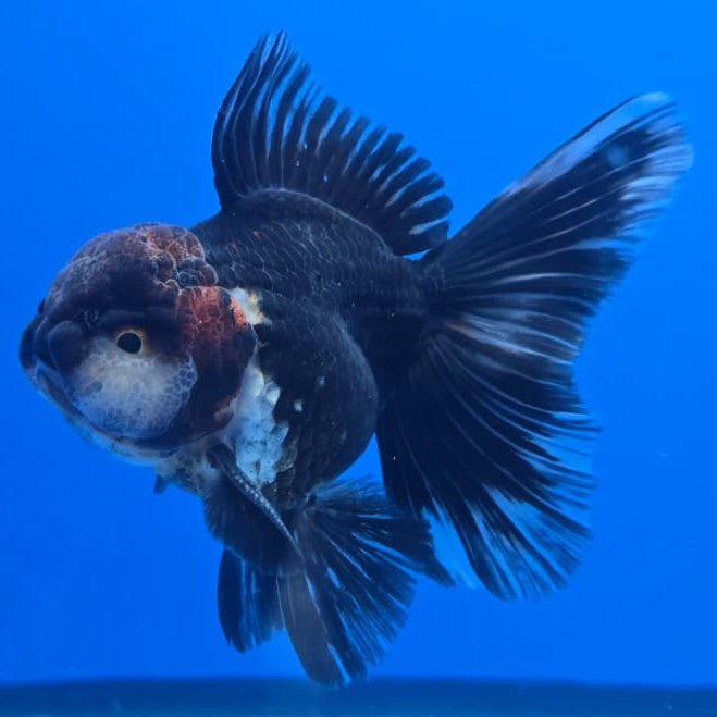 Thai Oranda Orchid Tail Black Body Red Cap 3" Body Male (CK-450)R3A09