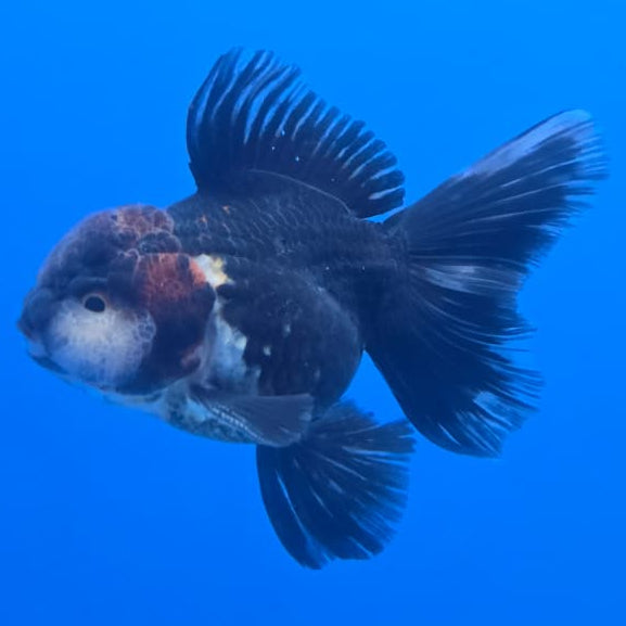 Thai Oranda Orchid Tail Black Body Red Cap 3" Body Male (CK-450)R3A09