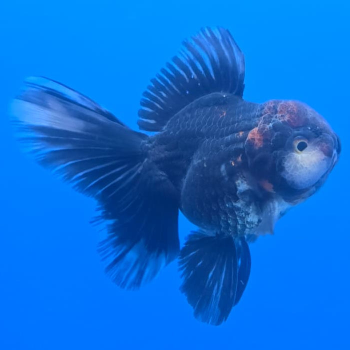 Thai Oranda Orchid Tail Black Body Red Cap 3" Body Male (CK-450)R3A09