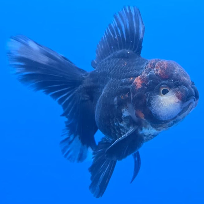 Thai Oranda Orchid Tail Black Body Red Cap 3" Body Male (CK-450)R3A09