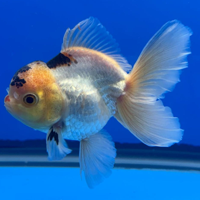 Thai Oranda Orchid Tail Lemon Head Panda 3" Body Male (CK-455)R3A13