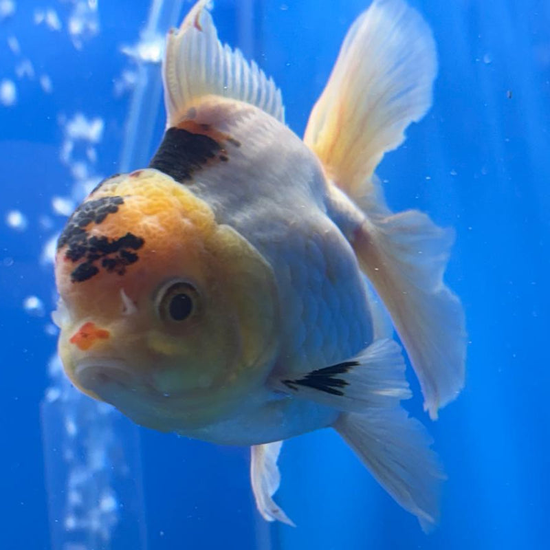 Thai Oranda Orchid Tail Lemon Head Panda 3" Body Male (CK-455)R3A13