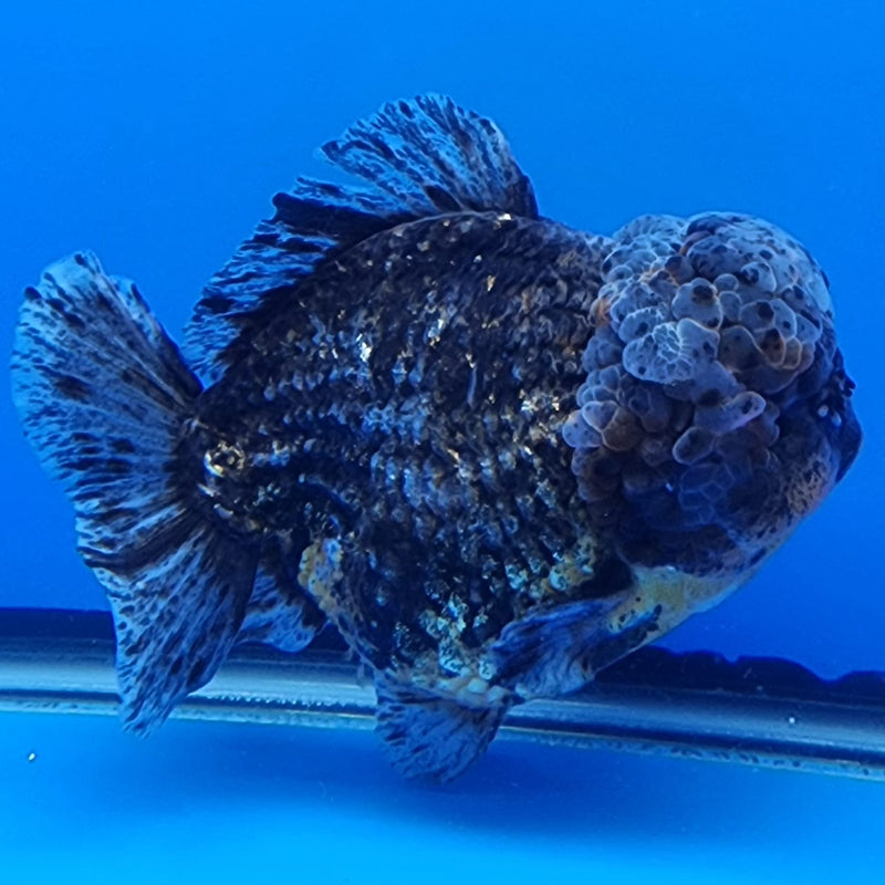 Thai Jumbo Red Tiger Calico Yuanbao Oranda by NK THAILAND 5" Body Male(NKT-JO2009)R1Tub1