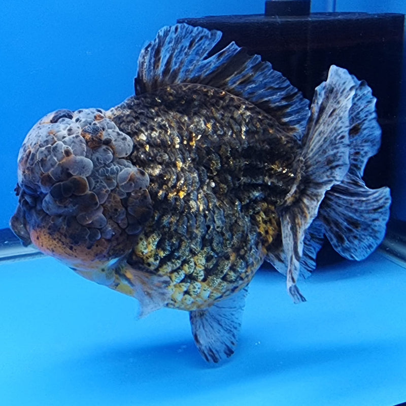 Thai Jumbo Red Tiger Calico Yuanbao Oranda by NK THAILAND 5" Body Male(NKT-JO2009)R1Tub1