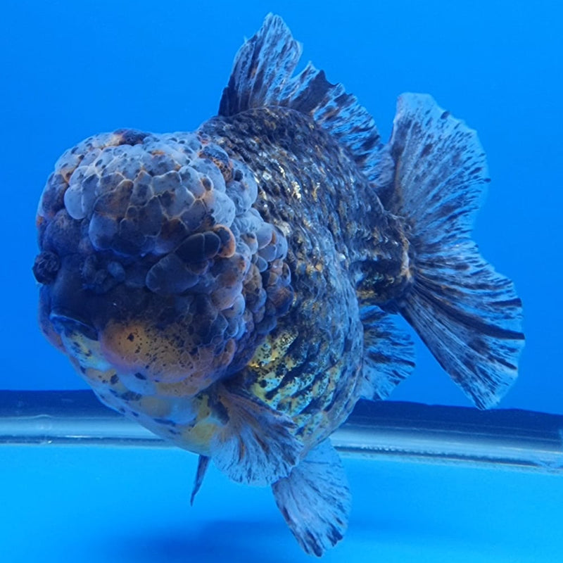 Thai Jumbo Red Tiger Calico Yuanbao Oranda by NK THAILAND 5" Body Male(NKT-JO2009)R1Tub1