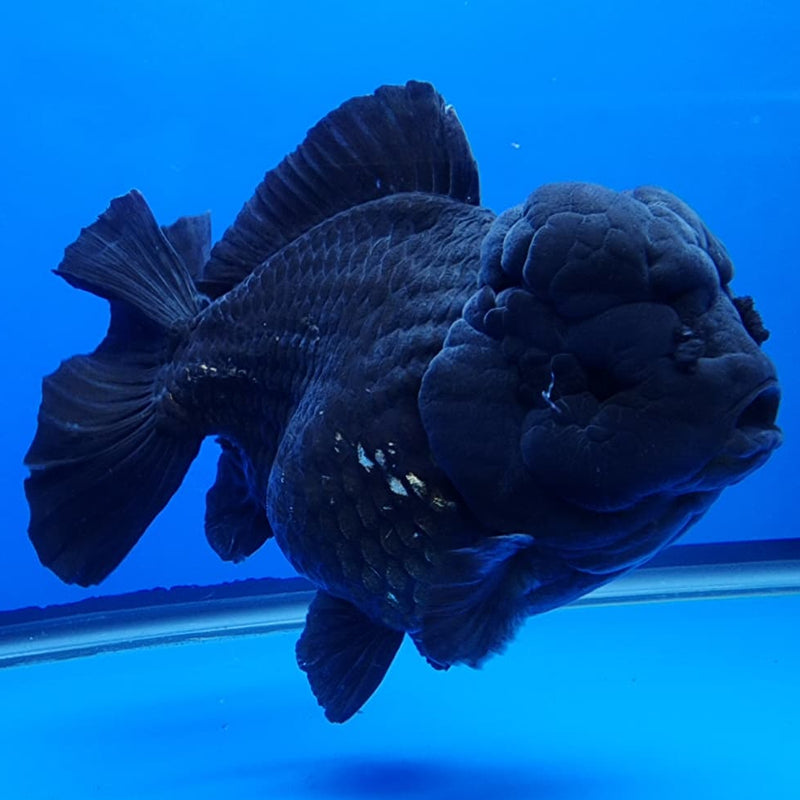 Thai Jumbo Black Yuanbao Oranda by NK THAILAND 5" Body Male (NKT-JO2008)R1Tub1