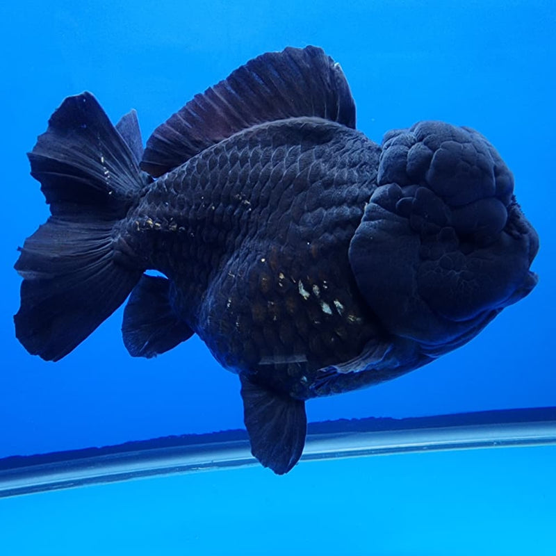 Thai Jumbo Black Yuanbao Oranda by NK THAILAND 5" Body Male (NKT-JO2008)R1Tub1