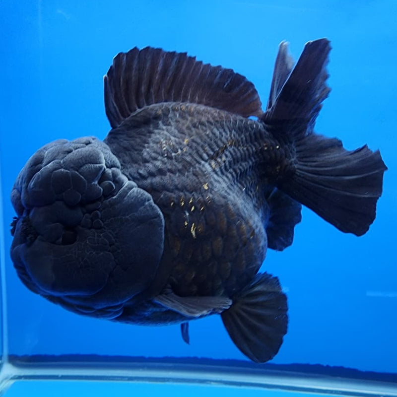 Thai Jumbo Black Yuanbao Oranda by NK THAILAND 5" Body Male (NKT-JO2008)R1Tub1