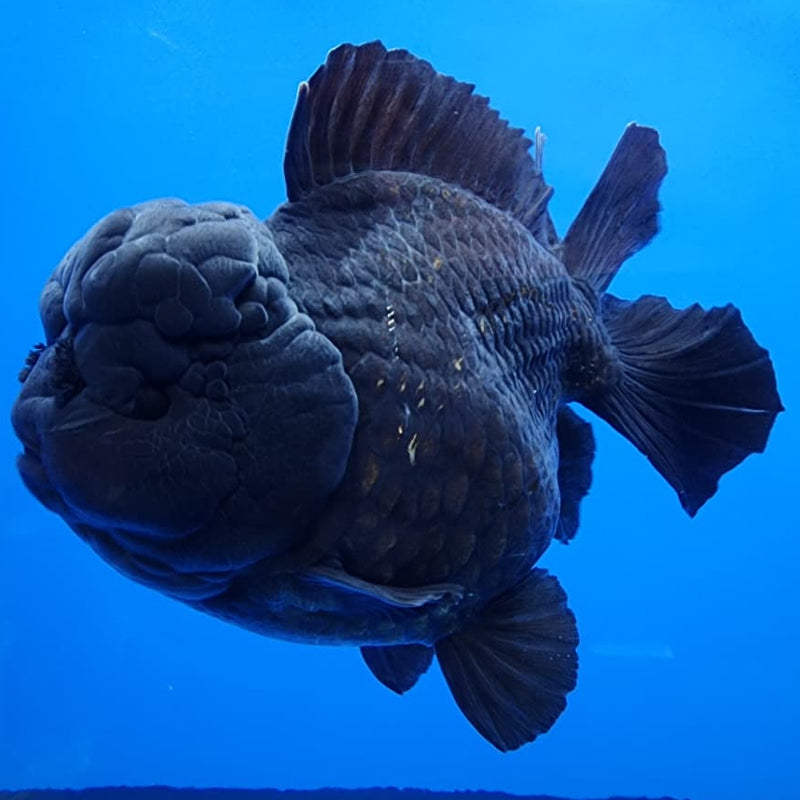 Thai Jumbo Black Yuanbao Oranda by NK THAILAND 5" Body Male (NKT-JO2008)R1Tub1